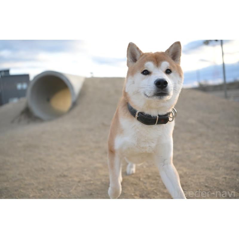 寺西昌美ブリーダーの詳細