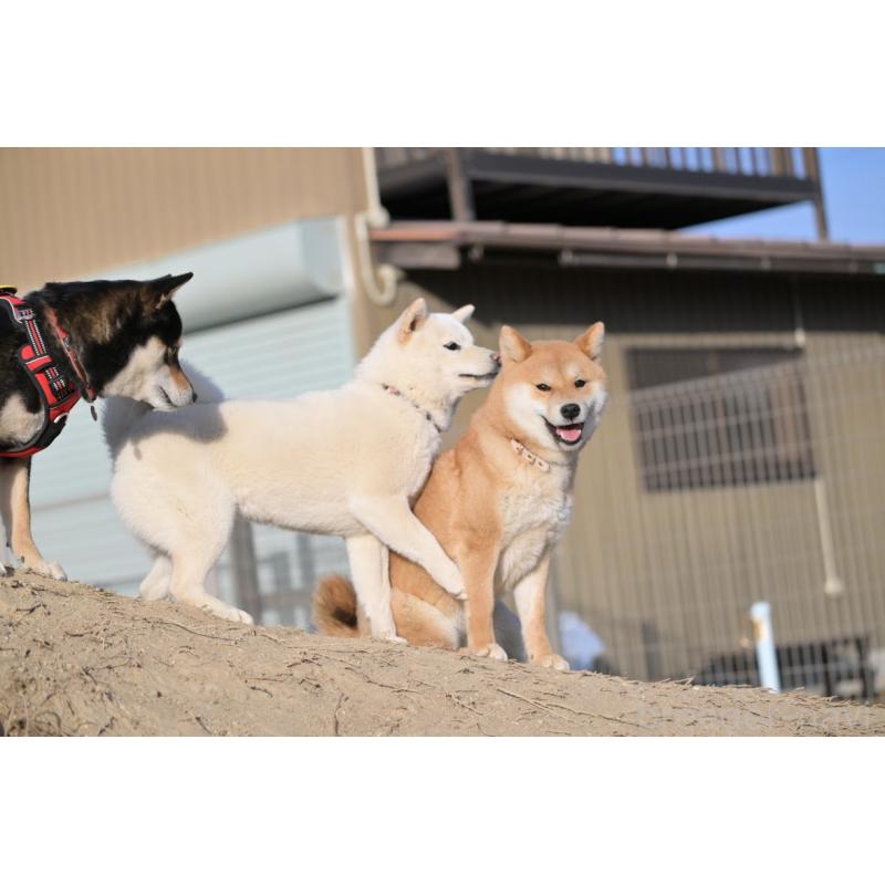 寺西昌美ブリーダーの詳細