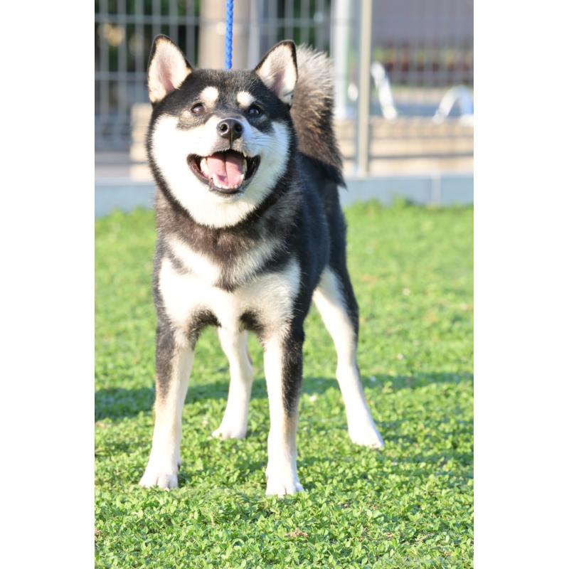 寺西昌美ブリーダーの詳細