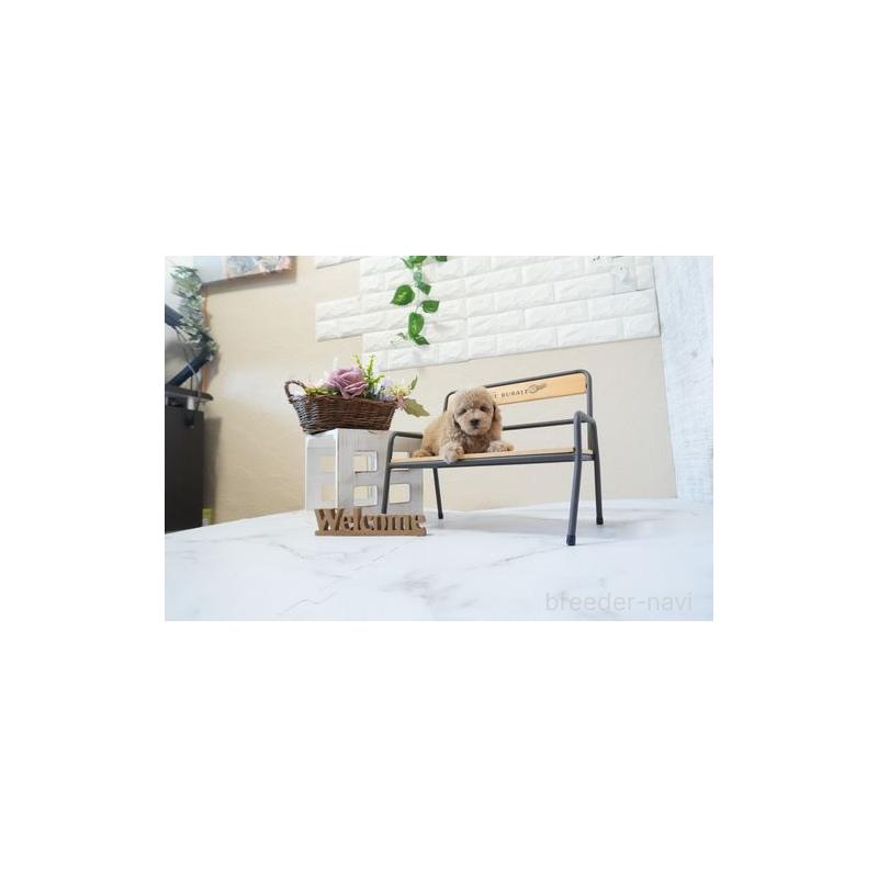 成約済の滋賀県のタイニープードル-443581の5枚目