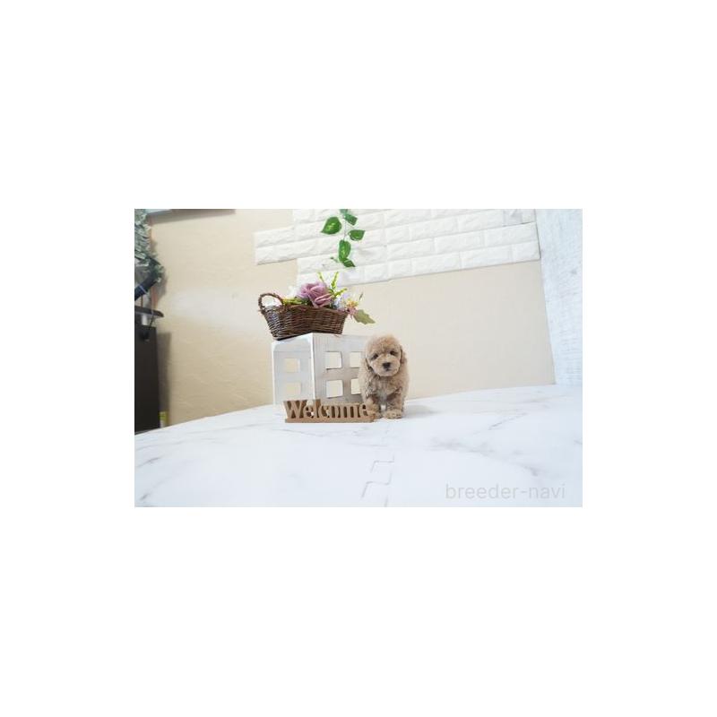 成約済の滋賀県のタイニープードル-443581の4枚目