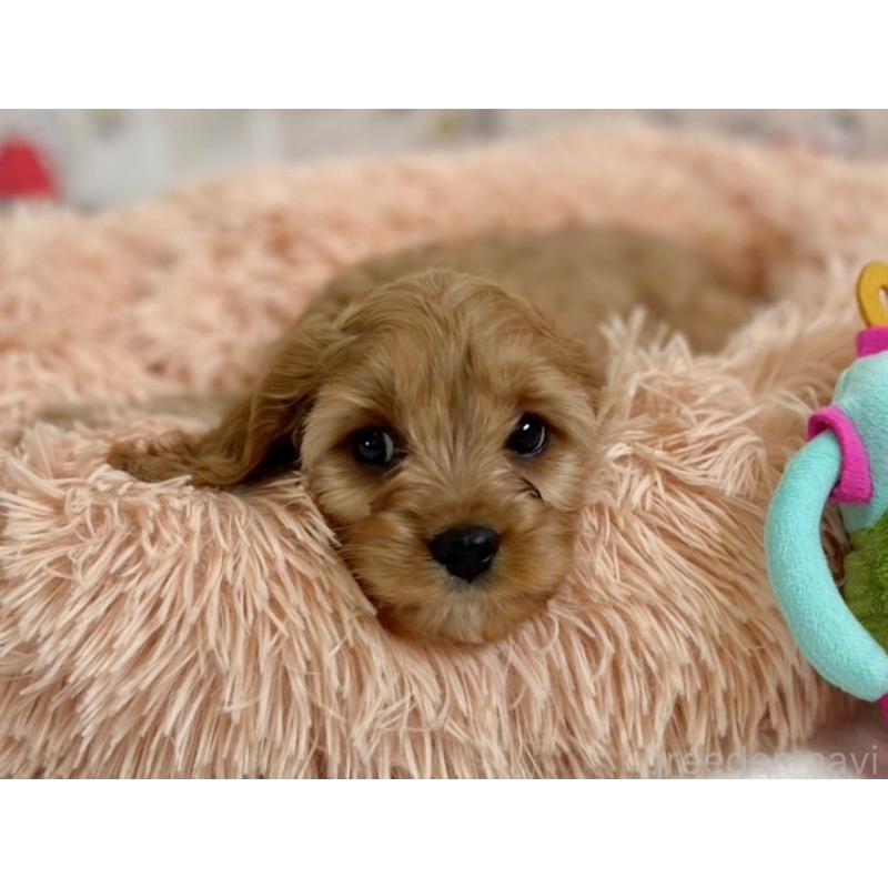 成約済の福岡県のミックス犬-431430の10枚目