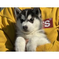 オンライン見学