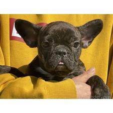 オンライン見学