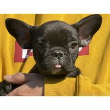 ♀︎フレンチブルドッグ