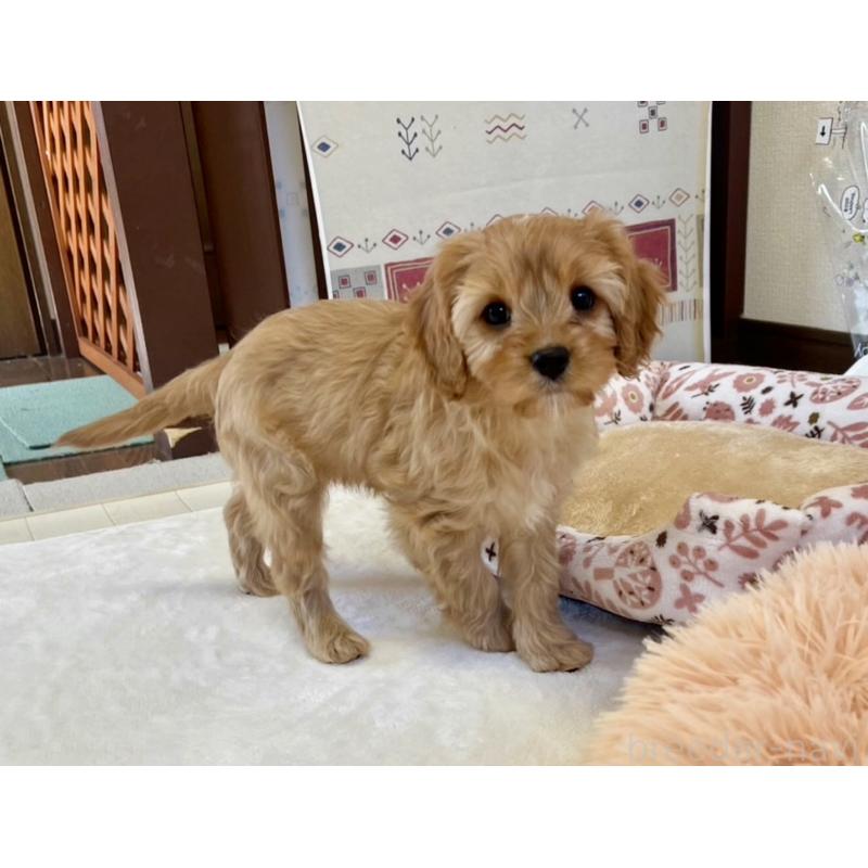 販売中の福岡県のミックス犬-431434の11枚目