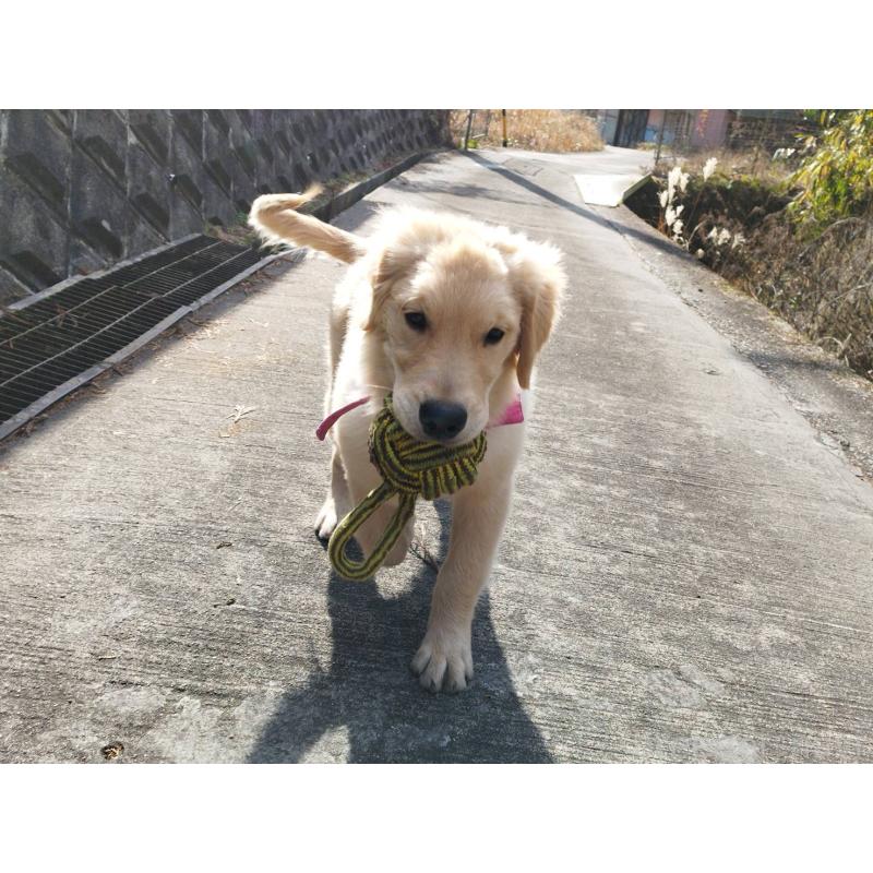 成約済の三重県のゴールデンレトリーバー-432652の5枚目