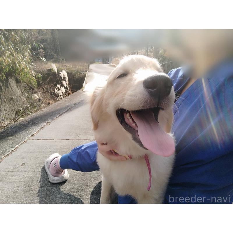 成約済の三重県のゴールデンレトリーバー-432652の4枚目