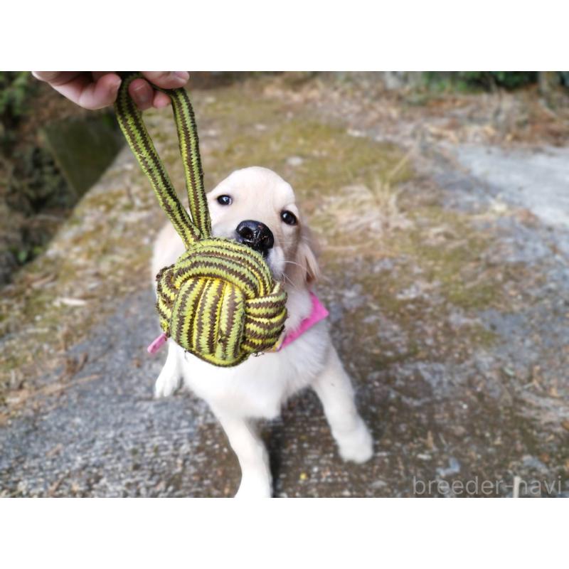 成約済の三重県のゴールデンレトリーバー-432652の3枚目