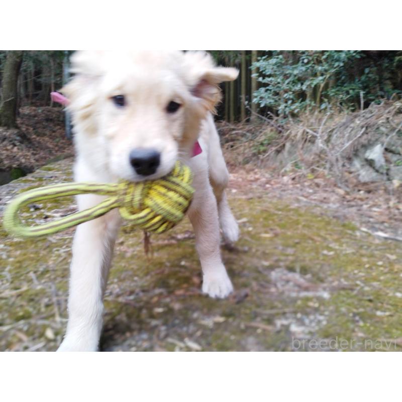 成約済の三重県のゴールデンレトリーバー-432652の2枚目