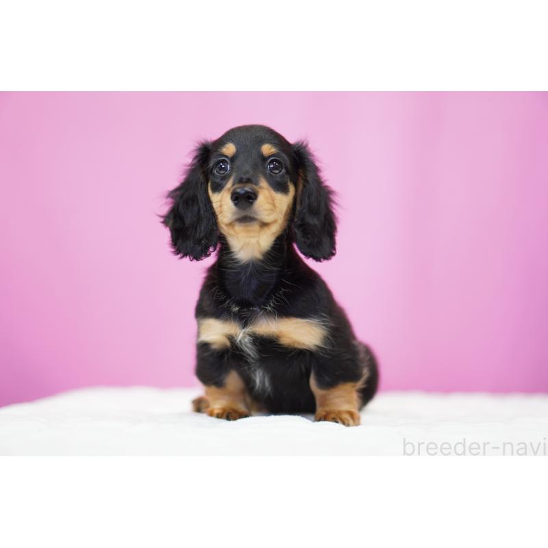 成約済の埼玉県のミニチュアダックスフンド(ロングヘアード)-433907の10枚目