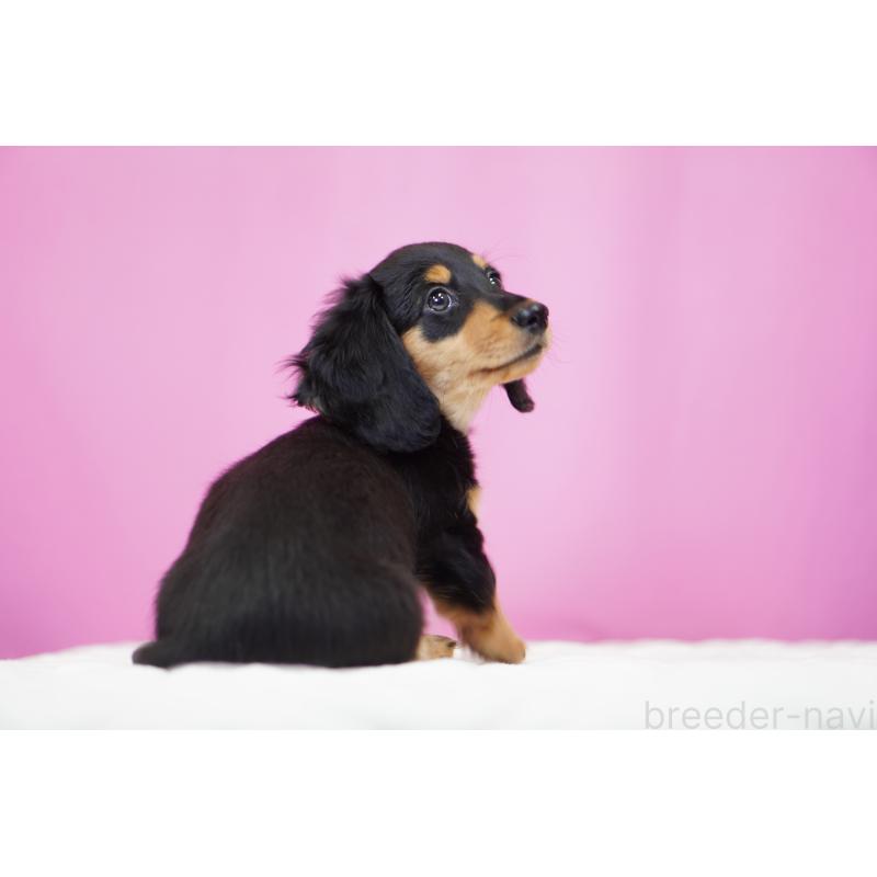 成約済の埼玉県のミニチュアダックスフンド(ロングヘアード)-433907の8枚目