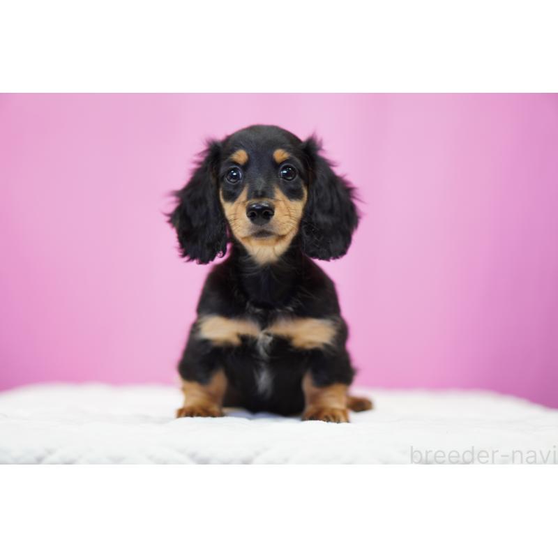 成約済の埼玉県のミニチュアダックスフンド(ロングヘアード)-433907の7枚目