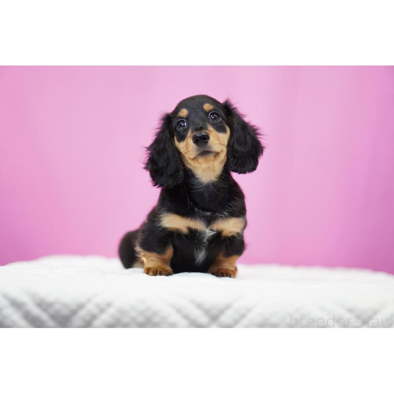 成約済の埼玉県のミニチュアダックスフンド(ロングヘアード)-433907の6枚目