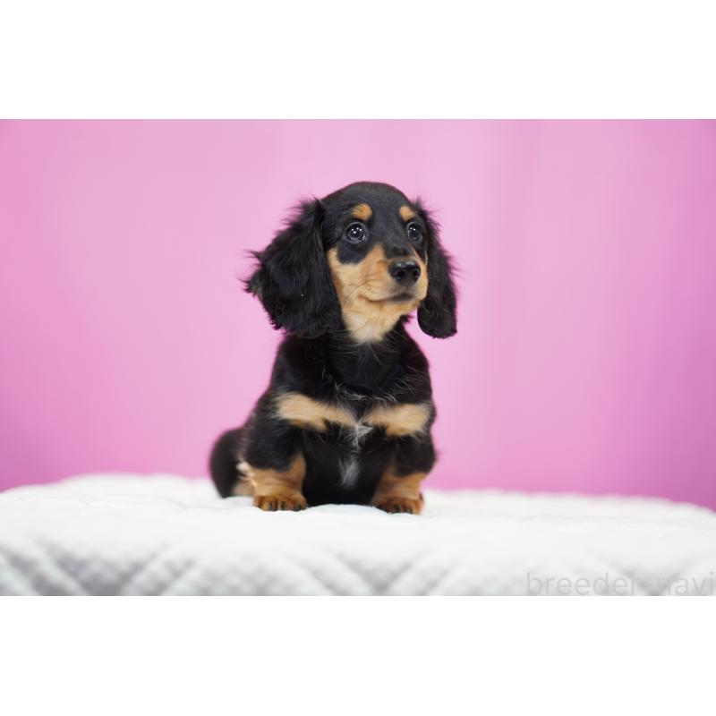 成約済の埼玉県のミニチュアダックスフンド(ロングヘアード)-433907の5枚目