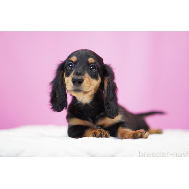 成約済の埼玉県のミニチュアダックスフンド(ロングヘアード)-433907の4枚目