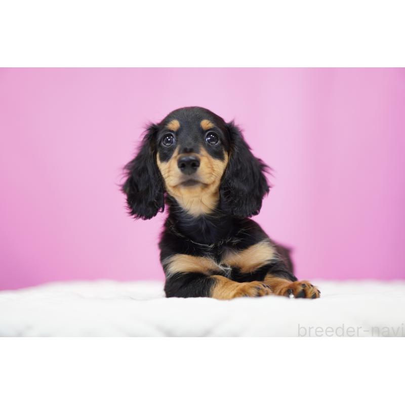 成約済の埼玉県のミニチュアダックスフンド(ロングヘアード)-433907の2枚目