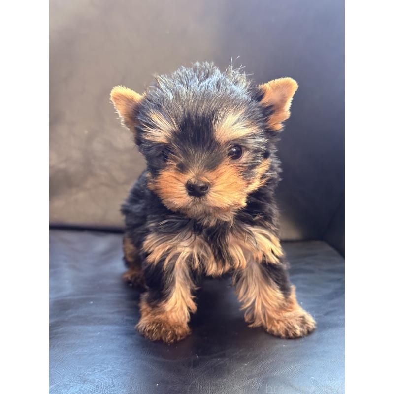 成約済の宮崎県のヨークシャーテリア-440404の3枚目