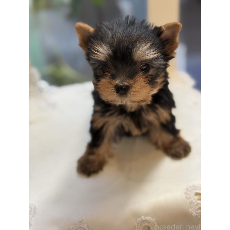 成約済の宮崎県のヨークシャーテリア-440404の2枚目