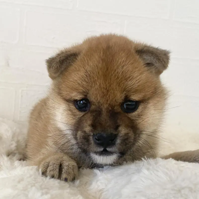 成約済の静岡県の豆柴-443685の2枚目