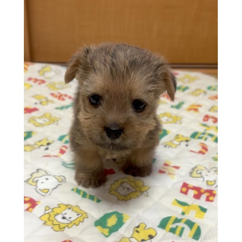 成約済の大阪府のノーフォークテリア-443269の6枚目