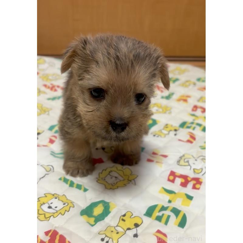 成約済の大阪府のノーフォークテリア-443269の4枚目