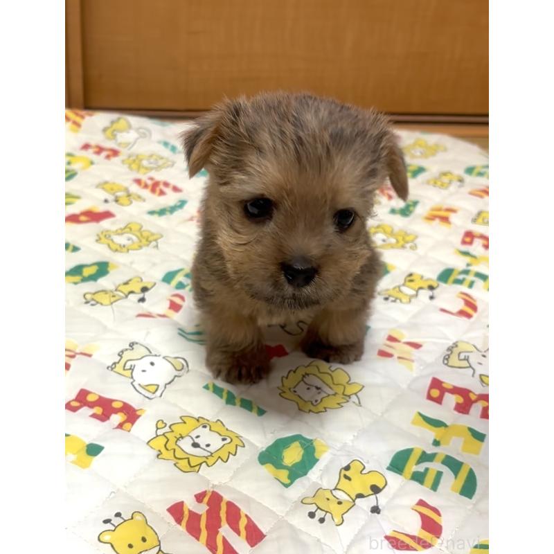 成約済の大阪府のノーフォークテリア-443269の3枚目