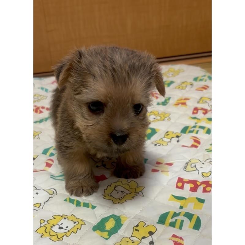 成約済の大阪府のノーフォークテリア-443269の2枚目