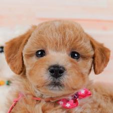 ♀︎ビションプー:ビションフリーゼ×トイプードル