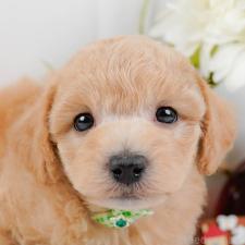 ♀︎ビションプー:ビションフリーゼ×トイプードル