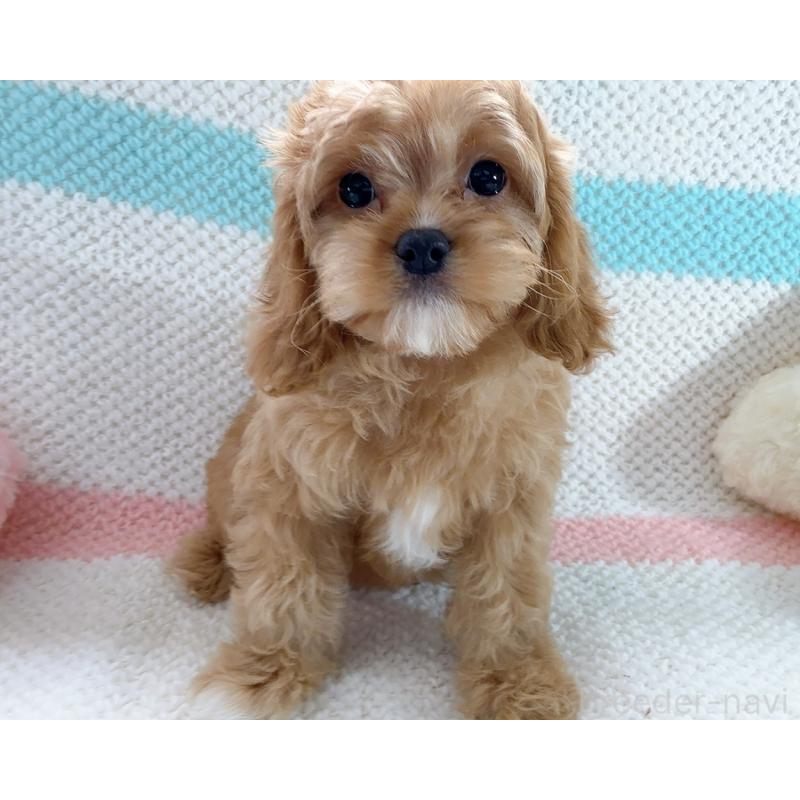 成約済の奈良県のキャバプー:キャバリア×トイプードル-442905の13枚目