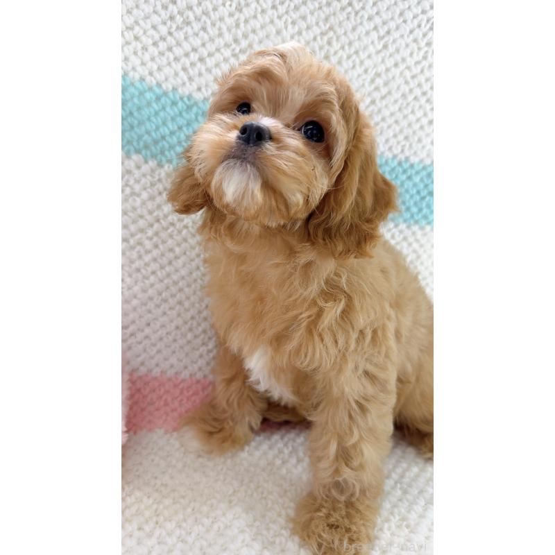 成約済の奈良県のキャバプー:キャバリア×トイプードル-442905の12枚目