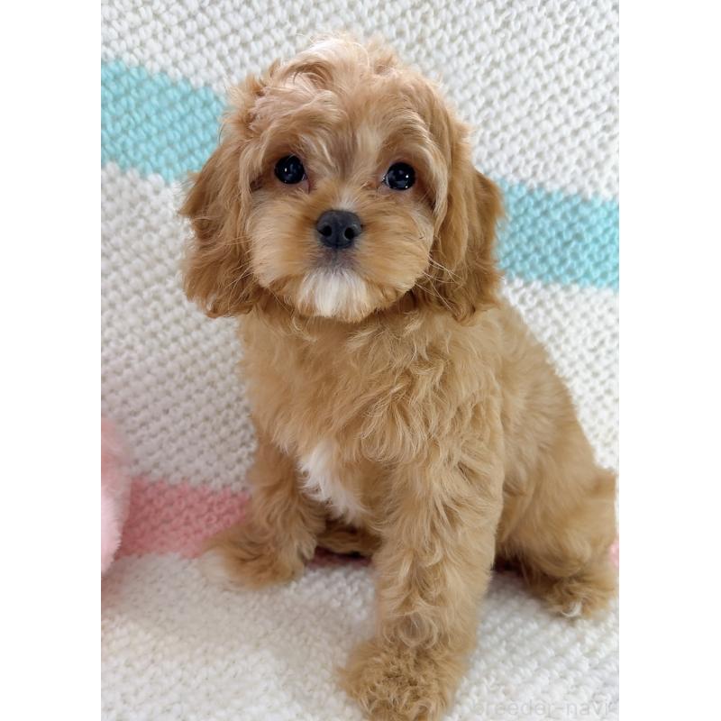 成約済の奈良県のキャバプー:キャバリア×トイプードル-442905の9枚目