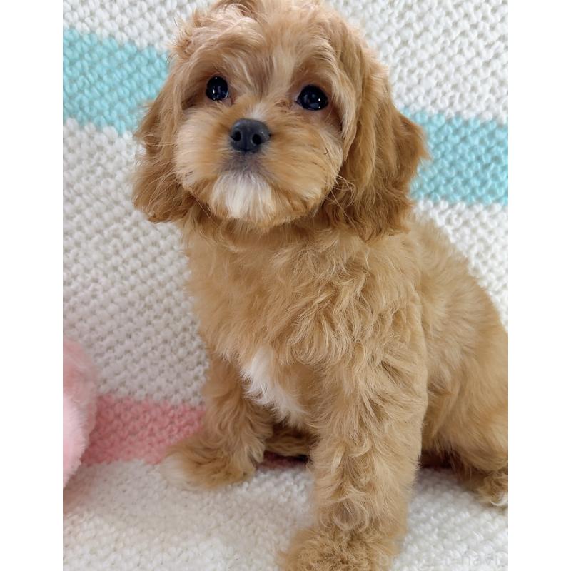 成約済の奈良県のキャバプー:キャバリア×トイプードル-442905の8枚目