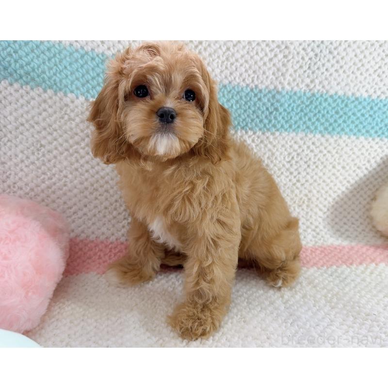 成約済の奈良県のキャバプー:キャバリア×トイプードル-442905の7枚目