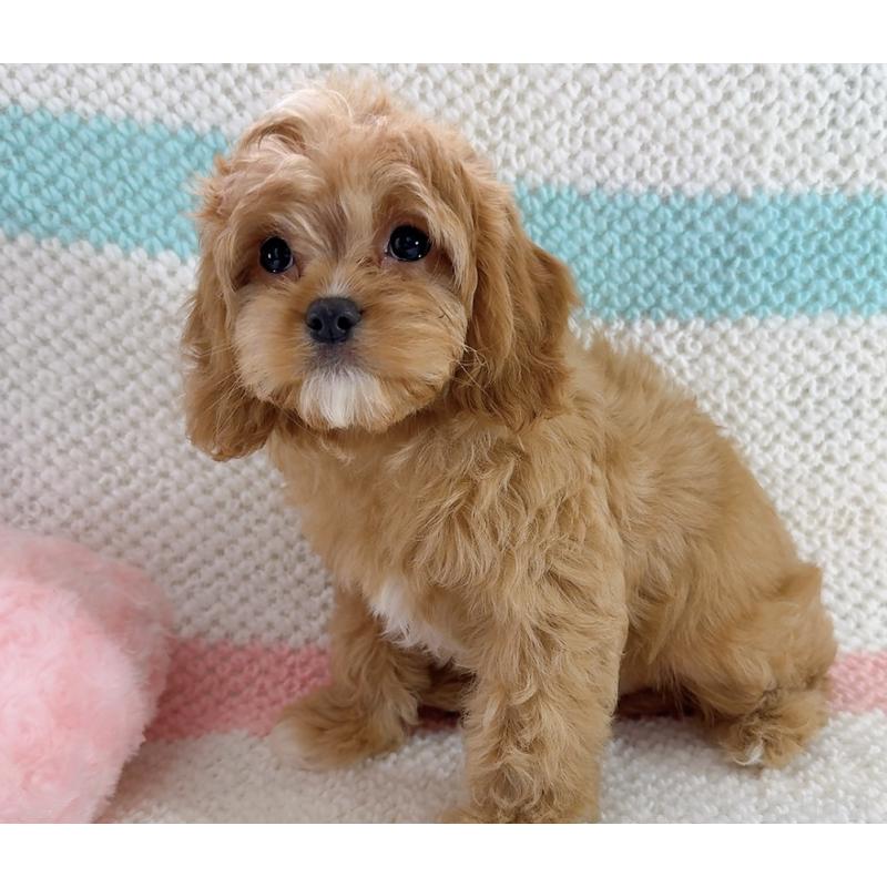 成約済の奈良県のキャバプー:キャバリア×トイプードル-442905の6枚目