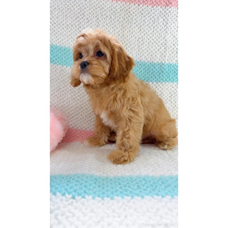 成約済の奈良県のキャバプー:キャバリア×トイプードル-442905の5枚目