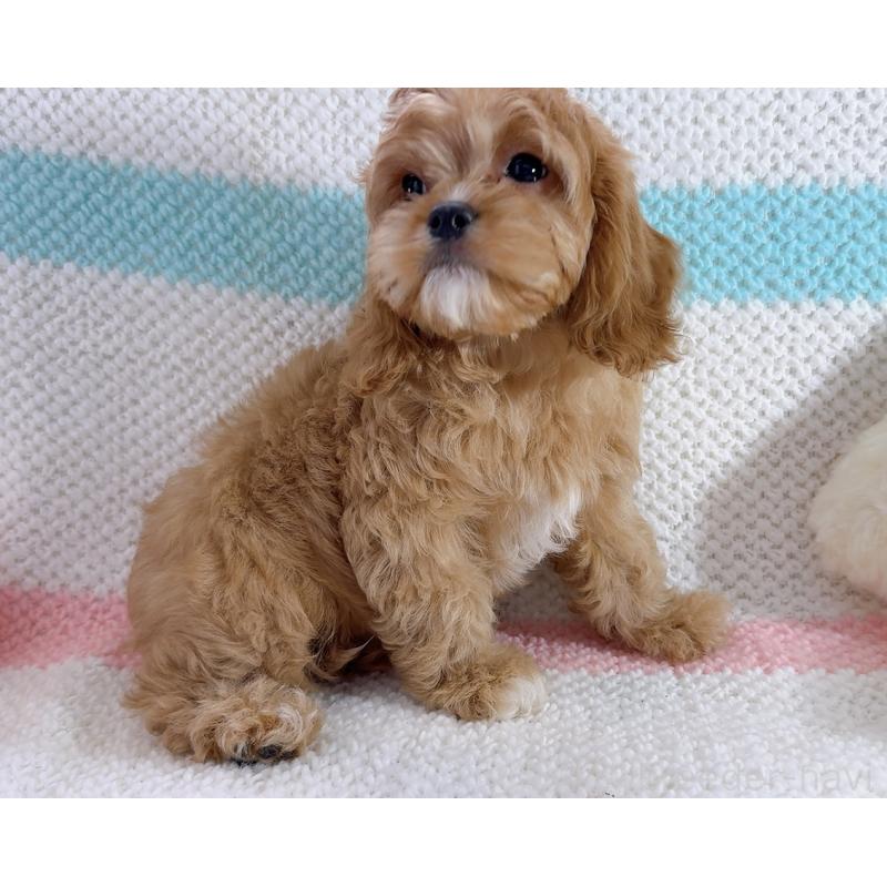 成約済の奈良県のキャバプー:キャバリア×トイプードル-442905の4枚目