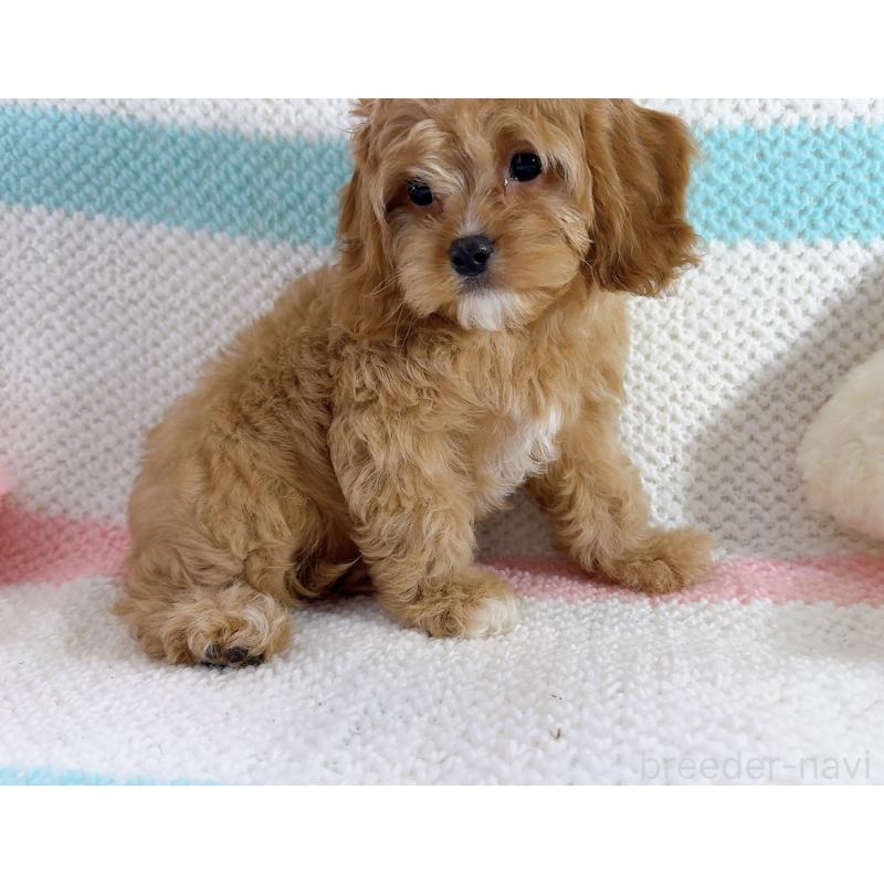 成約済の奈良県のキャバプー:キャバリア×トイプードル-442905の3枚目