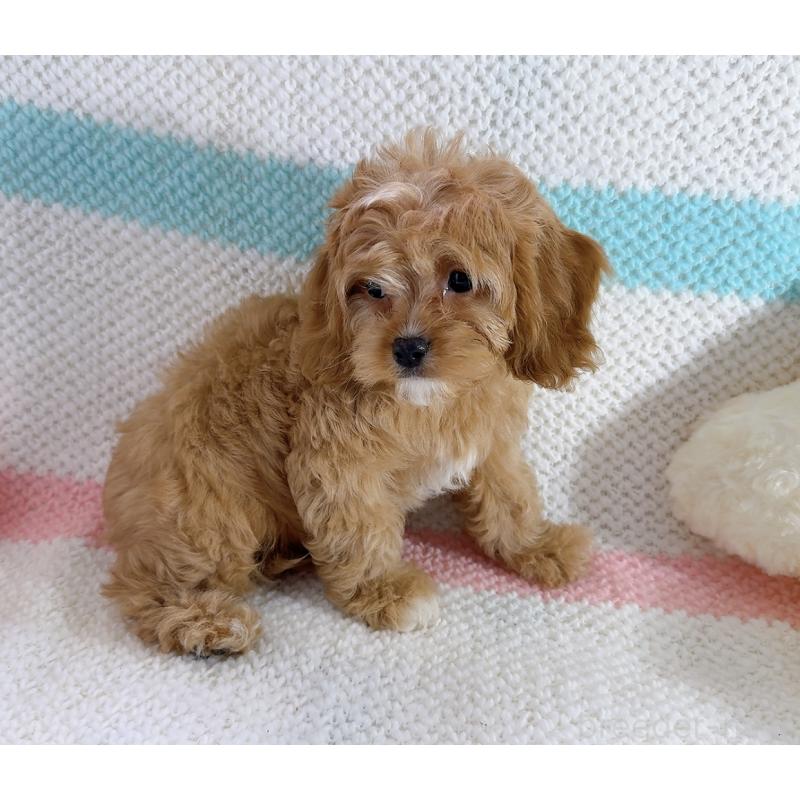 成約済の奈良県のキャバプー:キャバリア×トイプードル-442905の2枚目