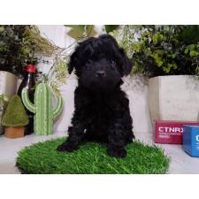 ♀︎トイプードル