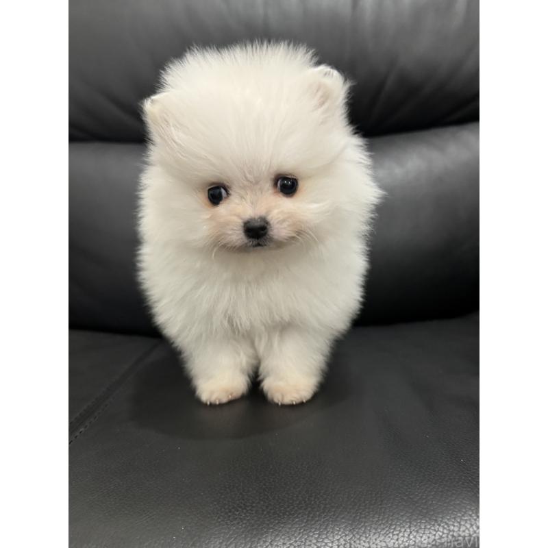 成約済の埼玉県のポメラニアン-439413の2枚目