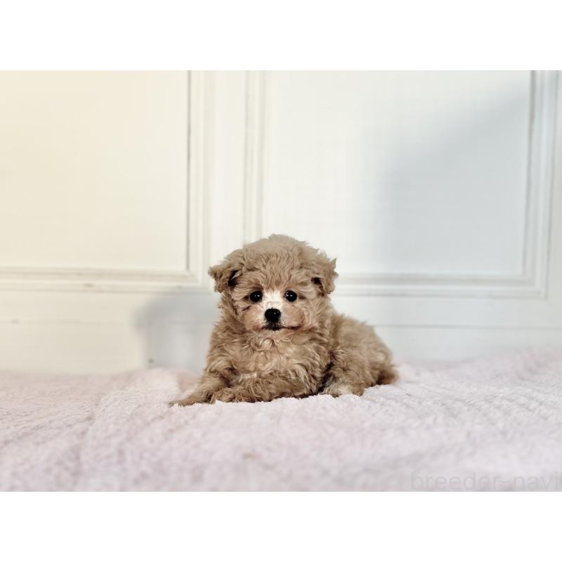 成約済の京都府のタイニープードル-442857の2枚目