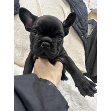 ♀︎フレンチブルドッグ