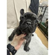 ♀︎フレンチブルドッグ