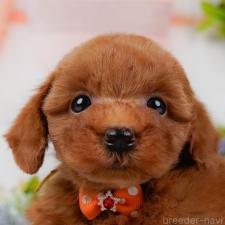 オンライン見学