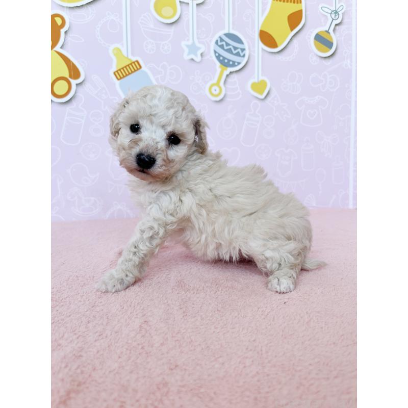 成約済の東京都のトイプードル-442017の5枚目