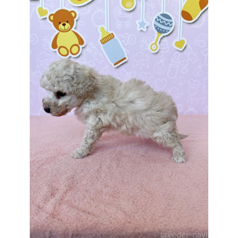 成約済の東京都のトイプードル-442017の4枚目