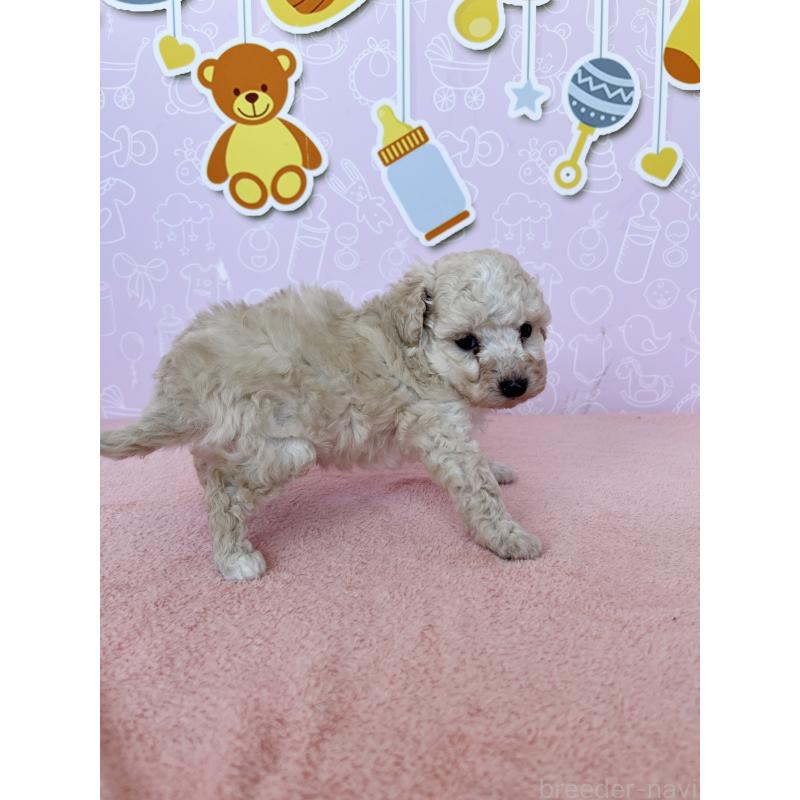 成約済の東京都のトイプードル-442017の3枚目