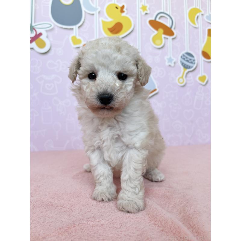 成約済の東京都のトイプードル-442070の7枚目